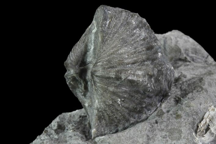 Brachiopod (Mucrospirifer) Fossil - Windom Shale, NY #95953